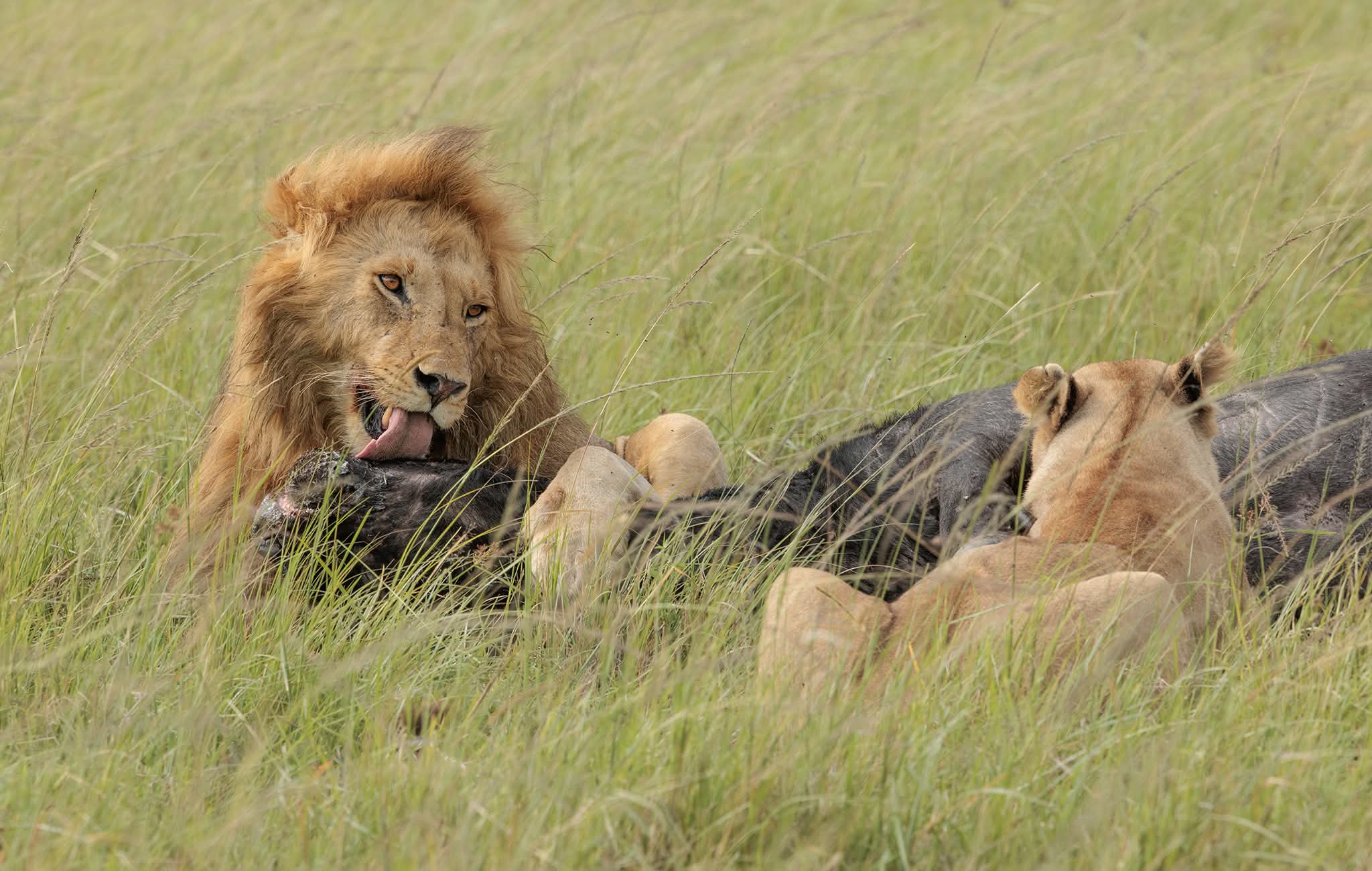 Serengeti & Spice Island Escape