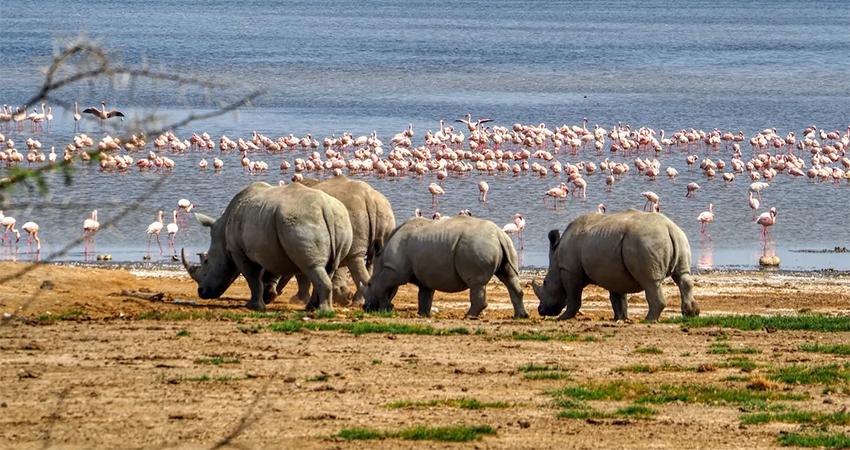 L. Nakuru, Maasai Mara, Amboseli, Tsavo & Diani